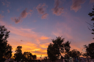 Fototapeta premium sunset in the forest