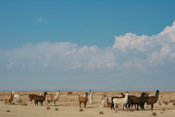 Fototapeta premium Llamas in the arid landscape of northwestern Argentina on a clear day. Puna Jujeña- Jujuy.