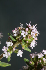 Small aromatic flower blossoming close up thymus vulgaris family lamiaceae background high quality big size print