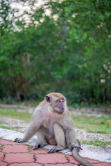 Monkeys in the park are hungry