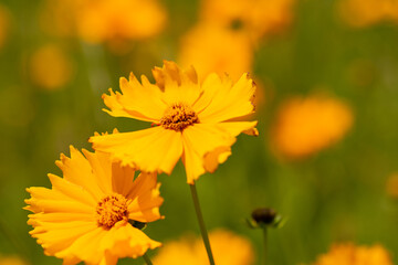 Full blooming of lance-leaved coreopsis (Coreopsis lanceolata) in Japan in early summer