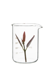 Herb in beaker  isolated on white background with clipping path. Green and organic chemistry concept