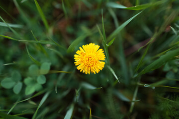 Close-up of yellow dandelion on background of blurred green grass. Top view.
