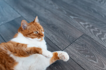 Close-up portrait of cute fluffy red and white cat, lying on the dark grey laminate floor, with paws up. Photo with copy space.