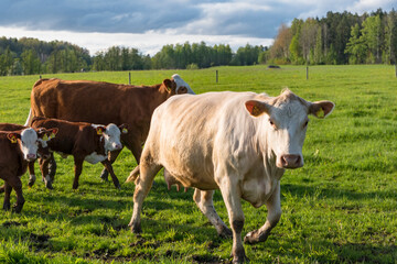 Vasteras, Sweden Cows in a green field. No markings
