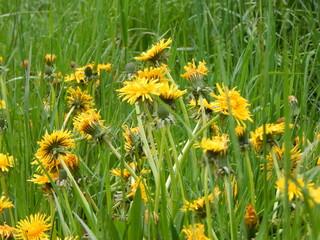 dandelions in the grass