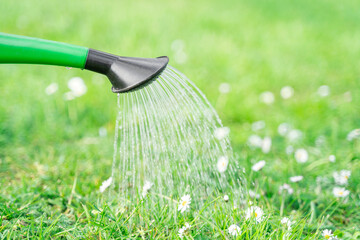 Gardener pours fresh grass with white chamomile flowers from green plastic watering can with shower...