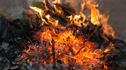 fire or bonfire of dried fallen leaves and branches, burning flame, ash and smoke background, closeup view