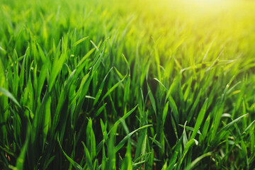 Obraz premium Endless green farm fields with growing wheat and corn in spring