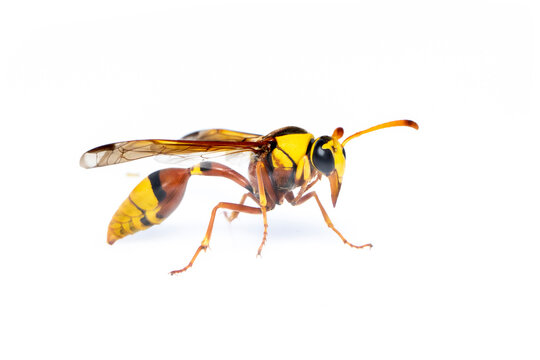 Image of black back mud-wasp isolated on white background. Animal. Insect.