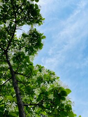 푸른 하늘 나무 잎과 어울리는 공원 풍경