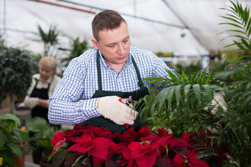Adult male is pruning blooming flowers on his work place in greenhouse.