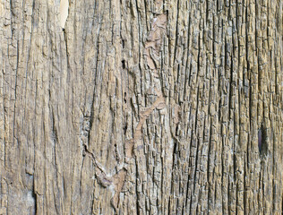 Natural old wood texture surface