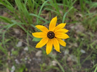 Wildflower_Black-eyed Susan