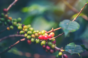 Ripe Red coffee bean berry plant fresh seed coffee tree growth in green eco organic farm. Close up red ripe seed robusta arabica berries harvest for  coffee garden. Fresh coffee bean green leaf bush