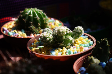 CACTUS