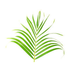 leaves of palm an isolated on white background