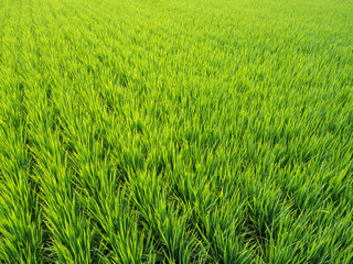 Wide and green paddy field, Taiwan
