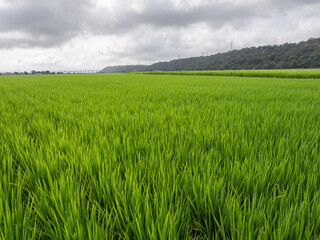 Wide and green paddy field, Taiwan