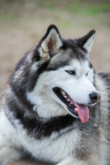 Portrait of the Siberian husky. Friendship forever. . High quality photo