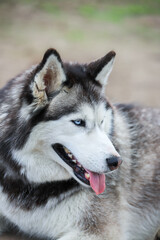 Portrait of the Siberian husky. Friendship forever. . High quality photo