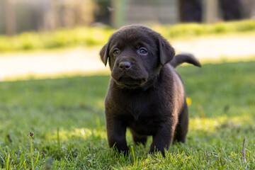Cute labrador puppy in green grass