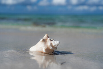 Obraz na płótnie Canvas Seashell on the white sand beach, blue sky and copy space. Vacation and travel concept
