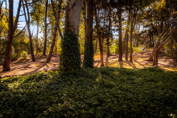 Path across beautiful green forest on a bright sunny day, surrounded by grass, foliage and tall trees