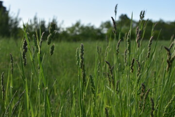 The close-up details of young green straws in Sapporo Japan