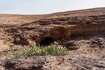 thorny caper bush Capparis spinosa in bloom on a chert cliff in the negev desert in israel with a pale blue sky in the background