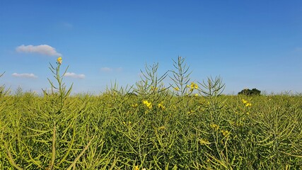 Rapeseed field against blue sky in spring