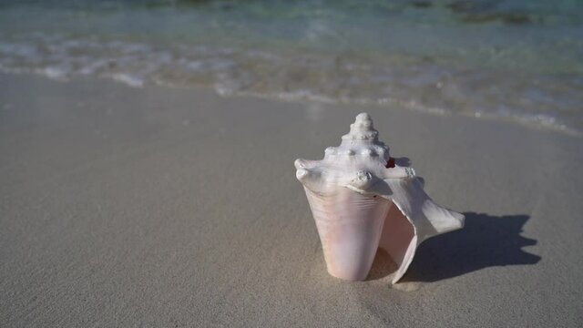 Wave comes to seashell on the white sand beach in slow motion. Vacation and travel concept