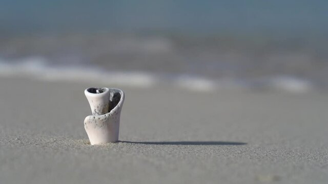 Wave comes to Tiny seashell on the white sand beach in slow motion. Vacation and travel concept