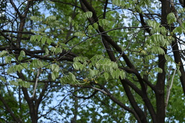 The young willow trees with the new green leaves in Sapporo Japan