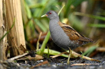 Little crake bird ( Porzana parva )