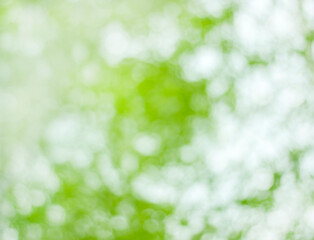 Obraz premium Abstract summer white-green background. Natural bokeh. Can be used for design.