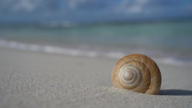 Wave comes to seashell on the white sand beach in slow motion. Vacation and travel concept