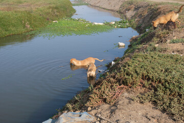 perros callejeros en el rio moche 