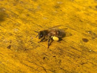벌 Bee