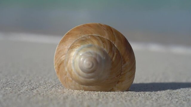 Sea seashell on the white sand beach in slow motion. Vacation and travel concept