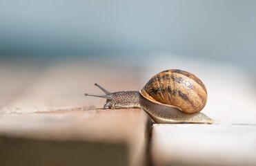 urban snail