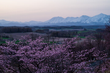 Obraz premium 春の上富良野町 深山峠の桜と十勝岳連峰 