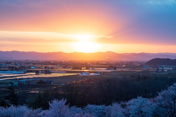 春の東川町 キトウシ森林公園の桜と夕日の風景
