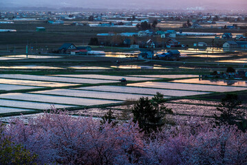 春の東川町 キトウシ森林公園の桜と農風景
