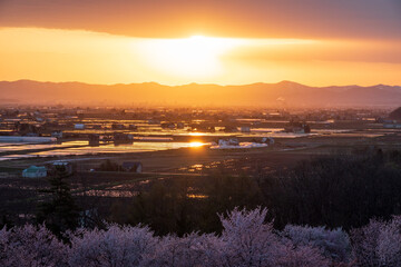 春の東川町 キトウシ森林公園の桜と夕日の風景
