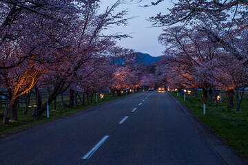 春の浦河町 優駿さくらロードの夜桜
