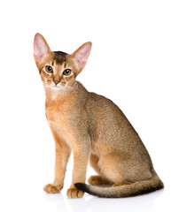 Young abyssinian young cat sits in profile and looks at camera. Isolated on white background