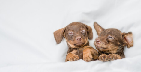 Two cute dachshund puppies sleep together under a white blanket on a bed at home. Top down view. Empty space for text