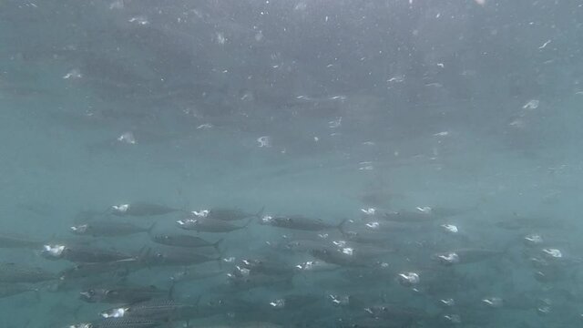 Mackerel shoal swimming by in slow motion