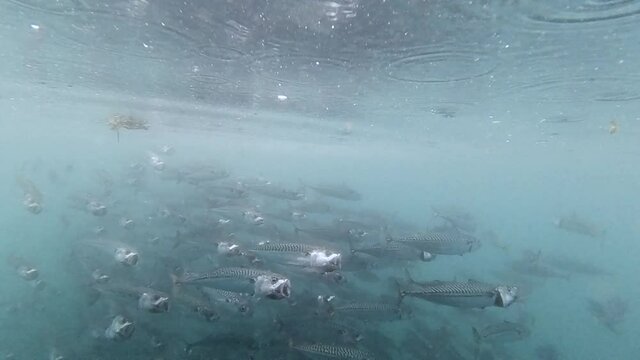 Close up shot of mackerel shoal swimming by in slow motion